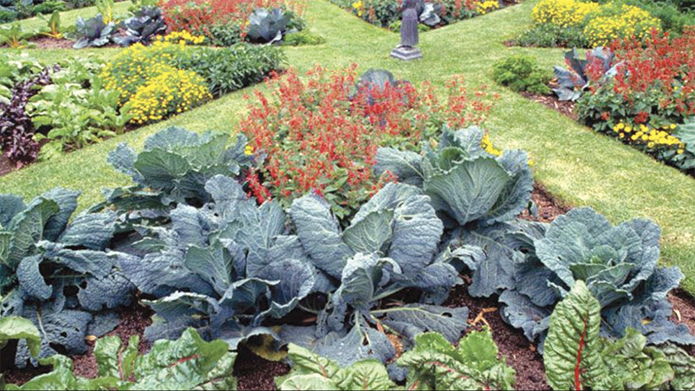 Example of Ornamental Foodscaping | The Guardian
