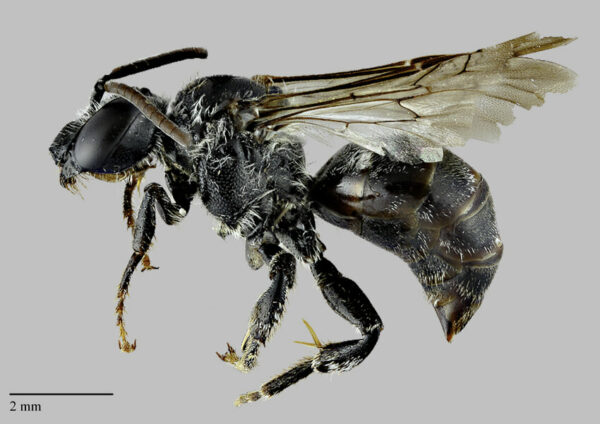The incredibly rare Macropis cuckoo bee  ResearchGate