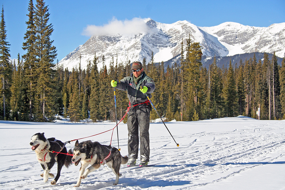 Beginners can try out skijoring at most any Alberta company that offers dog-sledding | Travel Alberta