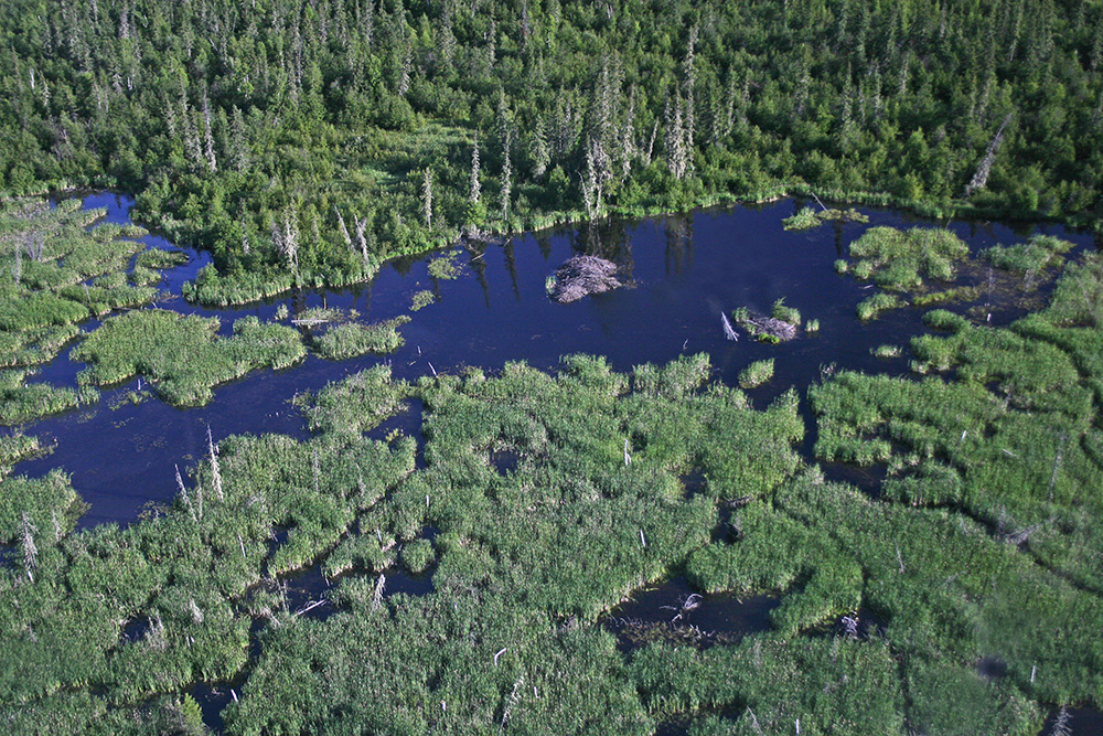 The main beaver lodge sits in the middle of the 7-hectare, 17-acre pond | Parks Canada