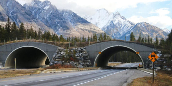 One of Banff National Park's famous overpasses | Canadian Geographic