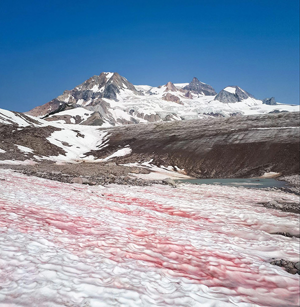 Watermelon snow on BC's Mount Garibaldi | Canadian Geographic