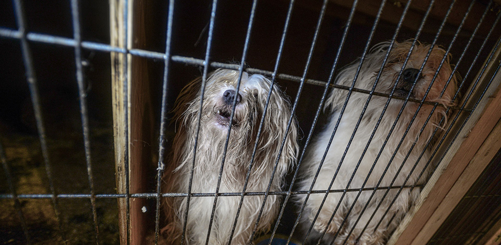 Mistreated dogs at a puppy mill in Canada | Animal Justice
