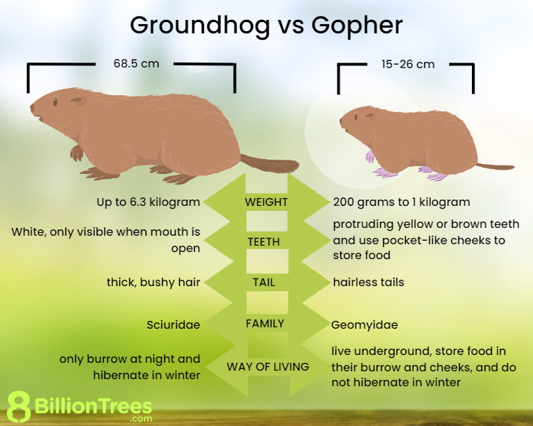 Groundhogs and gophers are both rodents, but they have many differences. For starters, groundhogs aren't common in most parts of Alberta | 8 Billion Trees