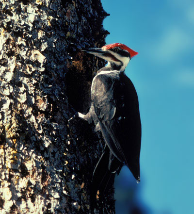 In areas experiencing a beetle outbreak, woodpeckers can eat as many as 30 percent of the population. But predators have little effect on mountain pine beetle populations during big outbreaks | Parks Canada