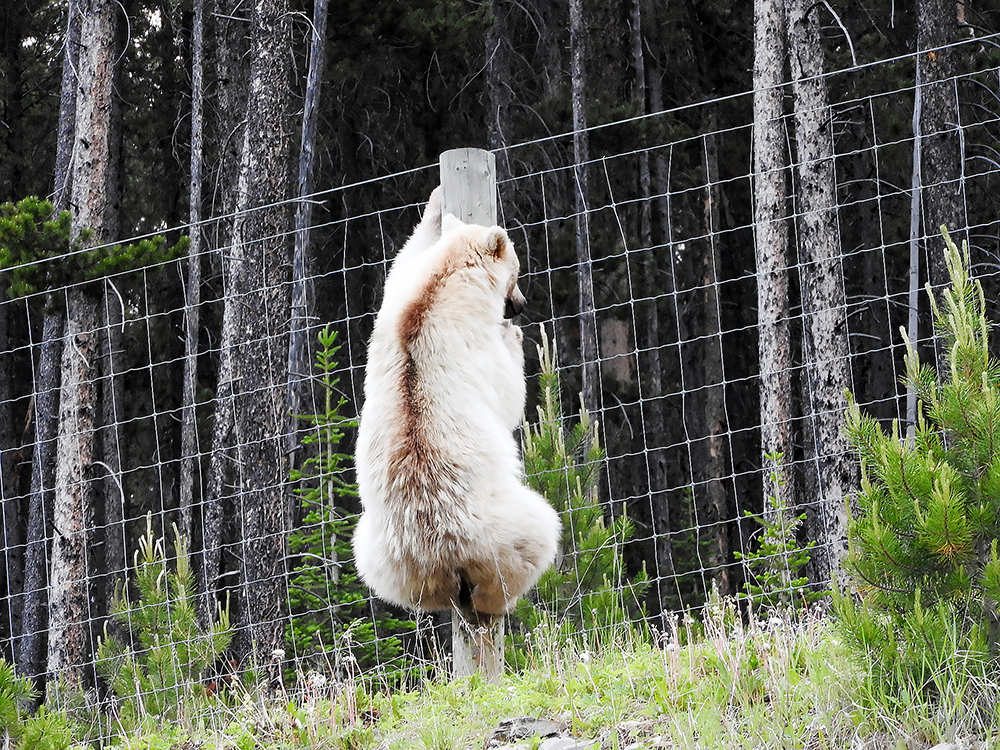 Grizzly bear No. 178, better known as Nakoda, climbing a wildlife fence along the Trans-Canada Highway. Nakoda demonstrates that, while fences are helpful, they aren't 100 percent effective | Lakeland Today