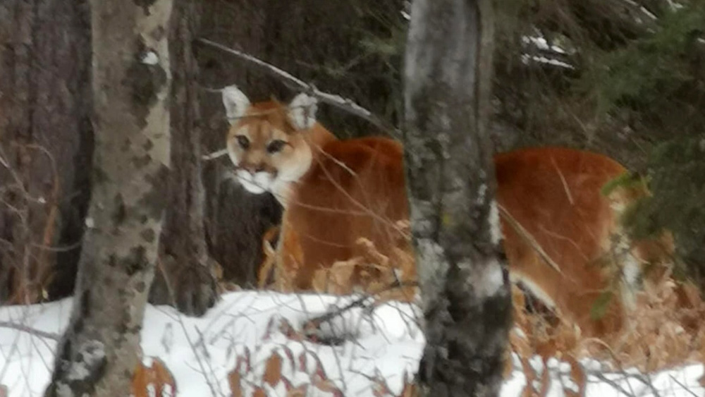 A cougar sighting at Canmore Nordic Centre Provincial Park | CTV News