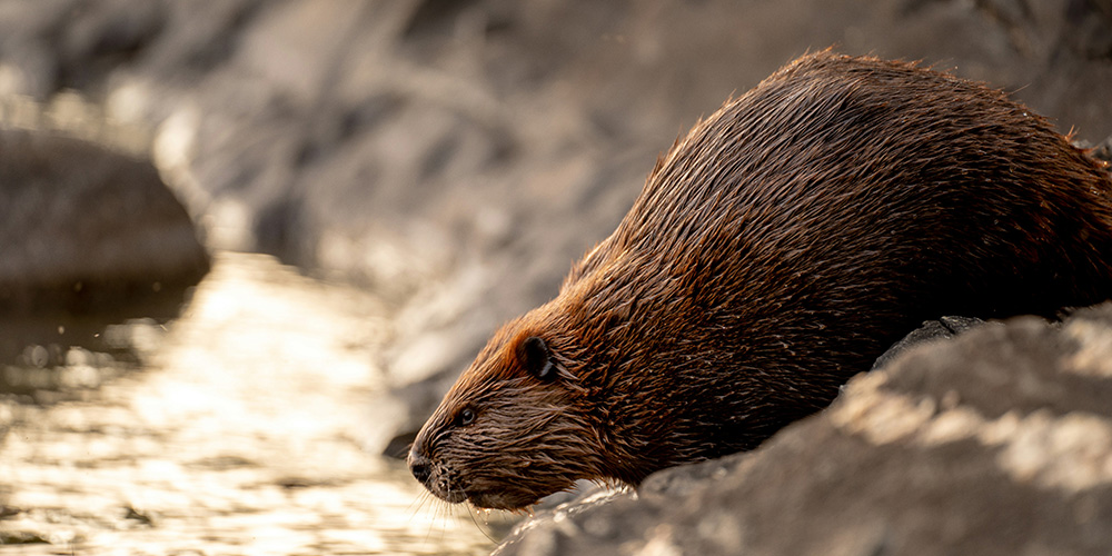 Beaver numbers are on the rise across Canada | Tim Umphreys on Unsplash
