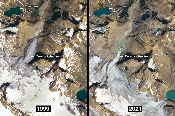A comparison of the Peyto Glacier in 1999 compared to 2021. It is predicted that the Peyto will shrink by another 85 percent by the end of this century  Yale Environment 360