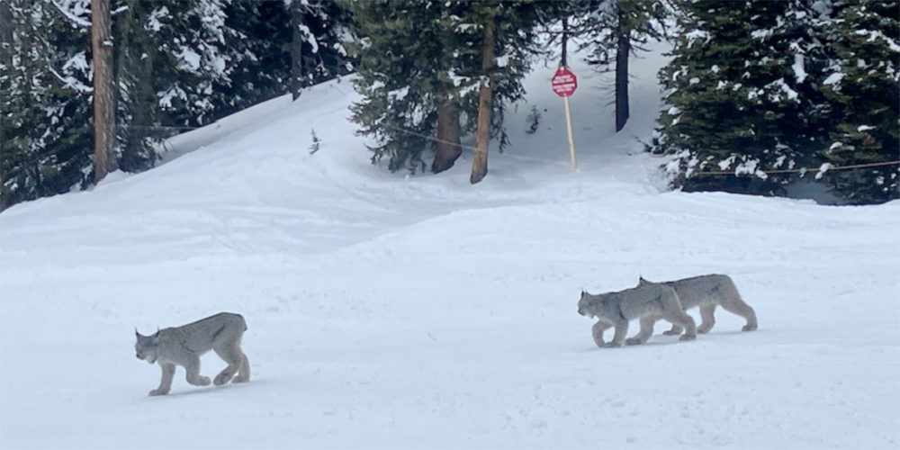 A female lynx and her two kittens trailing behind her at the LAke Louise Ski Hill | Western Wheel
