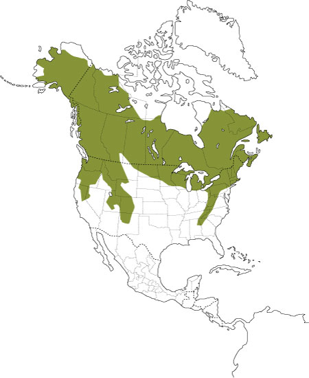 A map illustrating the range of snowshoe hares in North America | Hinterland Who's Who