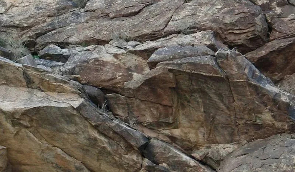 A photo demonstrating how skilled cougars are at being invisible. If you enjoy the great outdoors, odds are you have been close to a cougar without even knowing it  Reddit