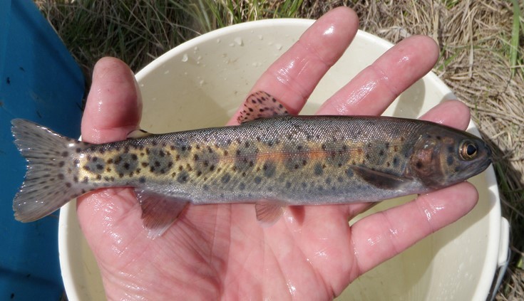 The endangered Athabasca rainbow trout | Canada.ca