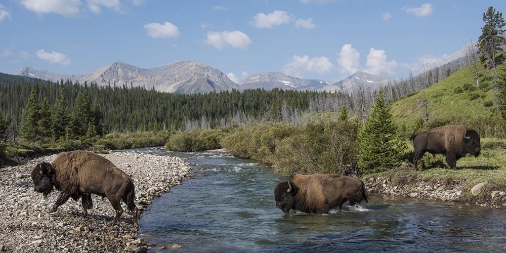 The Banff bison are expanding their range to areas outside the national park, requiring an updated management plan | Dan Rafla | Parks Canada
