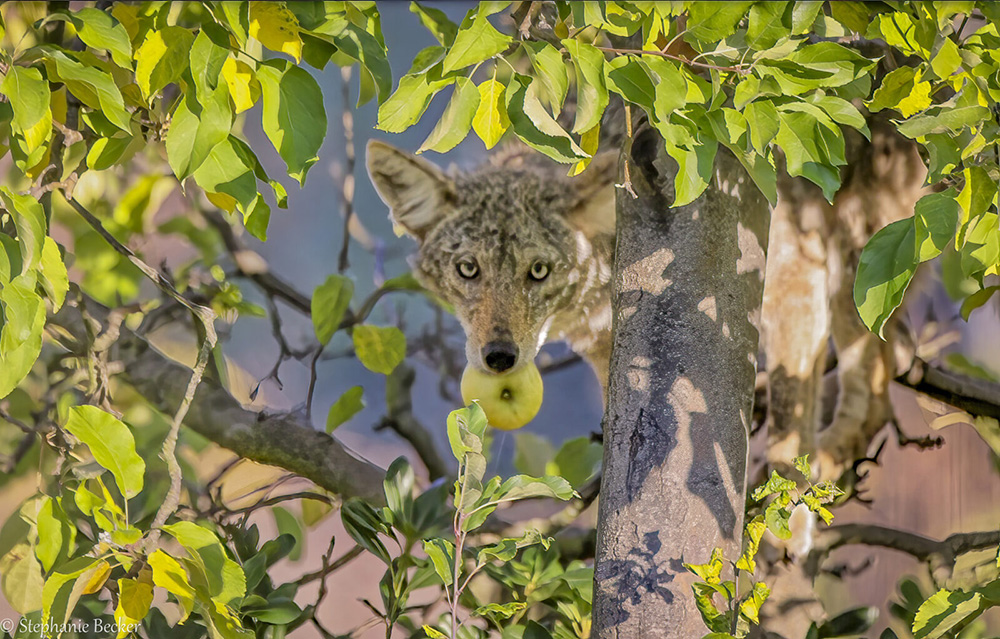 Trees can provide hiding places for coyotes and attract small animals. Removing low branches from trees on your property is recommended  Bay Nature