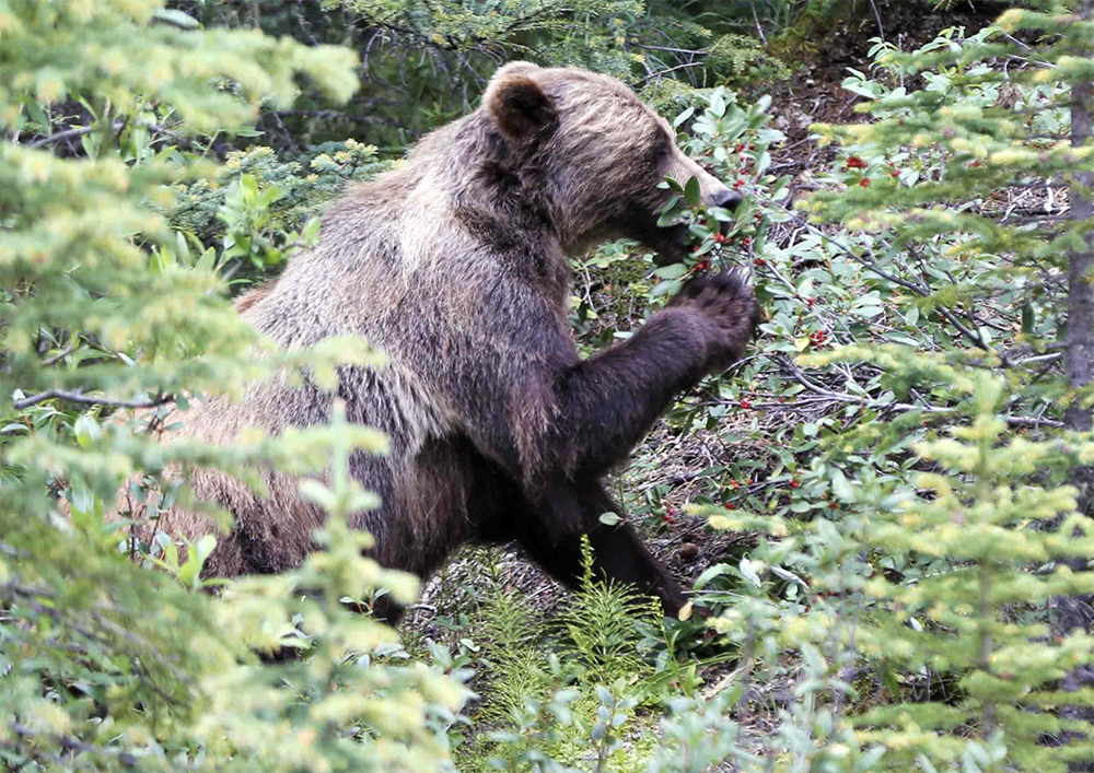 Bear No. 122, also known as The Boss | Central Alberta Online