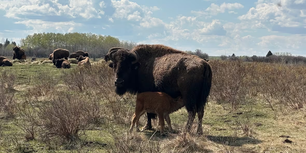 Bison on the Tsuut’ina Nation | Julie Crysler | CBC