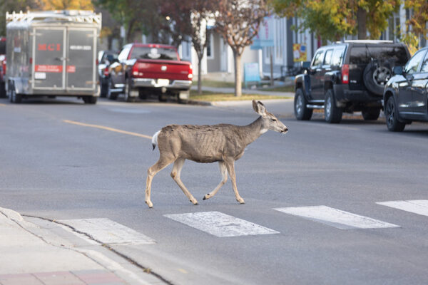 A deer in Okotoks using a crosswalk | Western Wheel