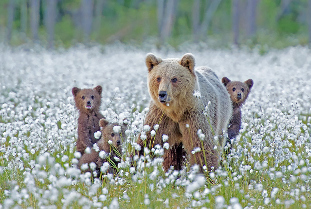 According to a 2023 study, most bear attacks between 1950 and 2019 were caused by a defensive reaction from a female bear with her cub | Bored Panda