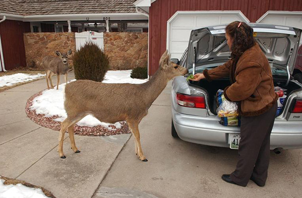 Feeding wildlife is a violation of one of Okotoks' bylaws | Colorado Springs Gazette