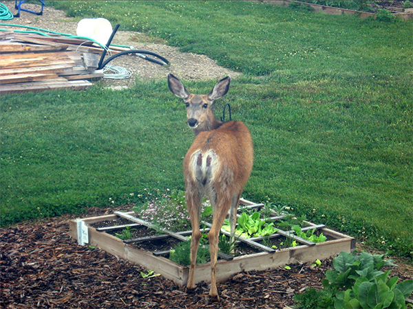 A deer munching on a garden | Alberta Home Gardening
