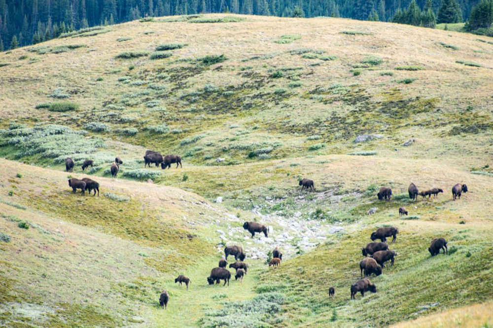 Bison roaming the meadows in Banff National Park | Parks Canada
