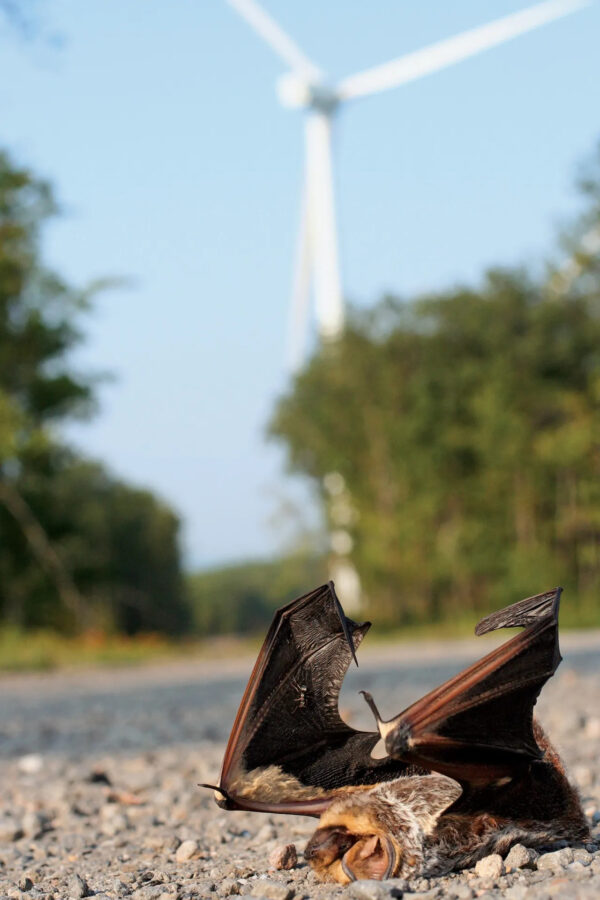 A Hoary bat killed at a wind farm and found near a wind turbine  Michael Schirmacher  Bat Conservation International  Monterey Herald