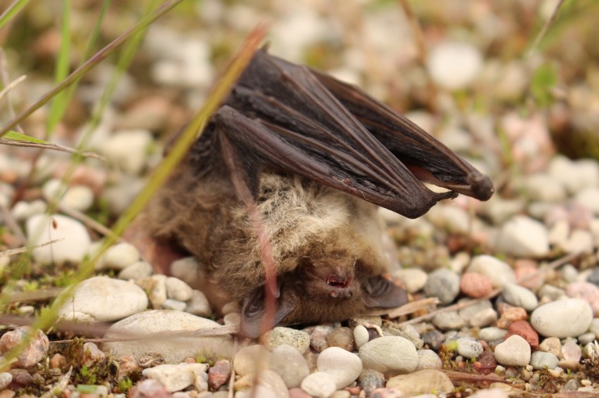 A bat with barotrauma  Christian Voigt  Cosmos
