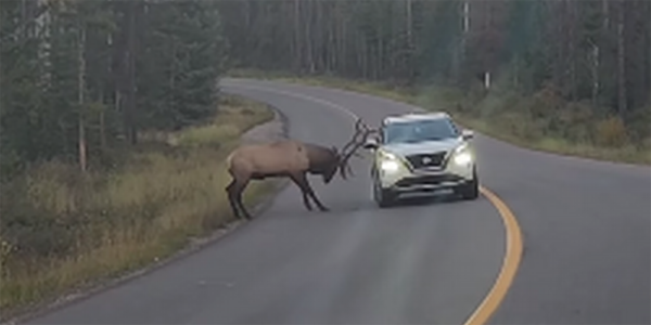 A bull elk charging a passing car in Jasper National Park  Sacramento Bee