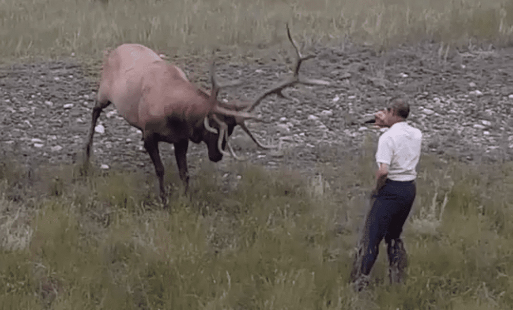 A bull elk showing clear signs of agitation as a park visitor laughs and records the animal. The elk charged the man, who was luckily able to escape. Don't be like him!  kn.wildlife  Instagram