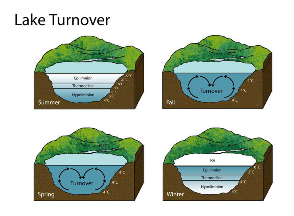 A diagram illustrating the process of lake turnover and stratification  Clean Lakes Alliance