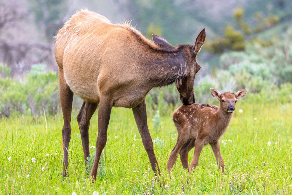 An elk mother with her newborn  Yellowstone National Park Lodges