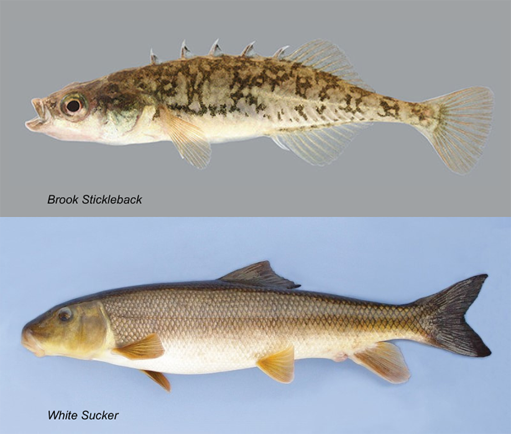 The two species most affected by the winterkill in Vermilion Lakes | The Rockies.Life Staff