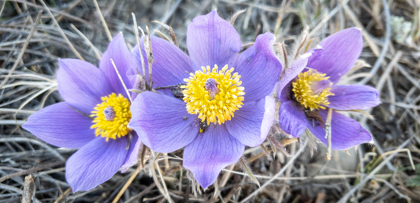 Spring arrives in Alberta with the emergence of the Prairie Crocus each April, perfectly coinciding with Earth Day | Darwin Wiggett | oopoomoo
