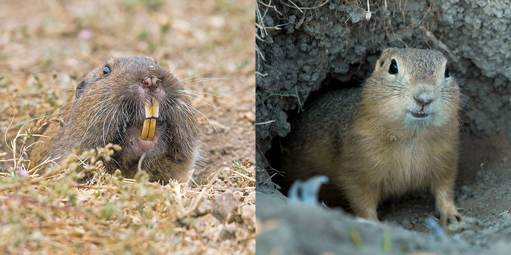 Northern pocket gopher (left) and Richardson’s ground squirrel (right) | Western Producer and Medicine River Wildlife Centre
