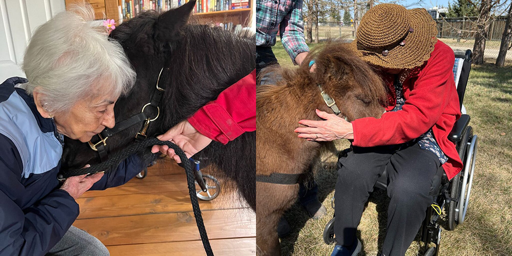 Horse therapy - who wouldn’t benefit from horse hugs? | ROARR.org
