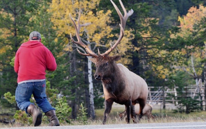 A bull elk charging a tourist who got too close | Rocky Mountain Outlook