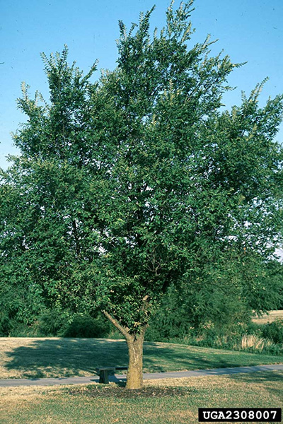 Siberian elm tree  Alberta.ca