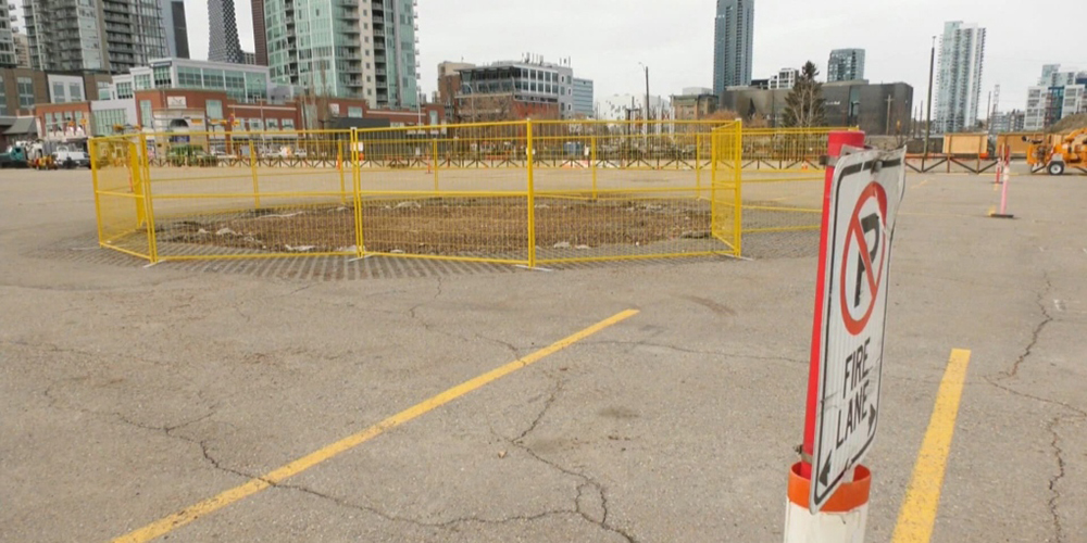 The parking lot is now barren following the removal of the Stampede Elm  CTV News Calgary