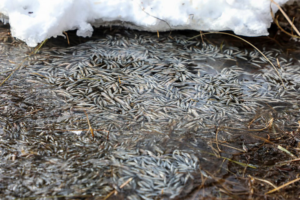 Thousands of dead and dying fish in Vermilion Lakes in 2023  Jungmin Ham  Rocky Mountain Outlook