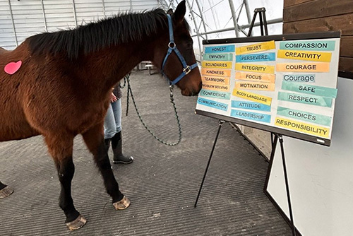 Toby the horse preparing for an upcoming equine therapy session | ROARR.org