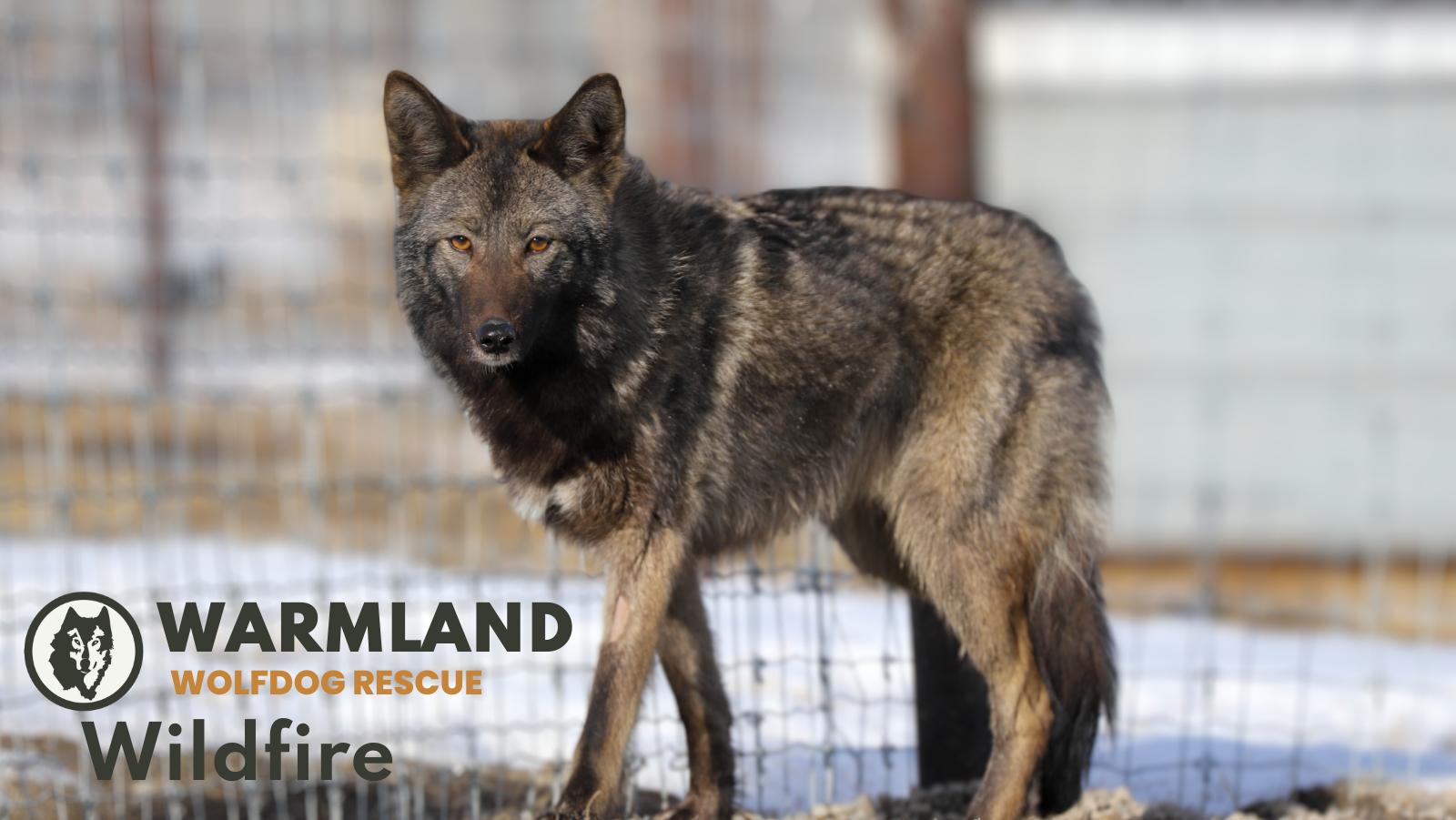 Wildfire, the coy-dog is wary of human contact | Yamnuska Wolfdog Sanctuary
