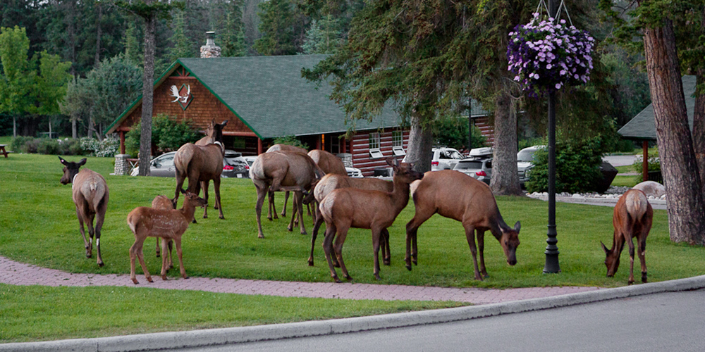 Elk at Fairmont Jasper Park Lodge | Banff and Beyond