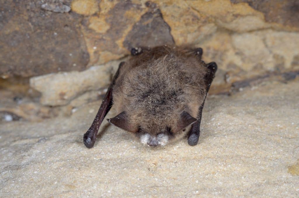 A bat with White-Nose Syndrome | Walking Mountains Science Center | VailDaily