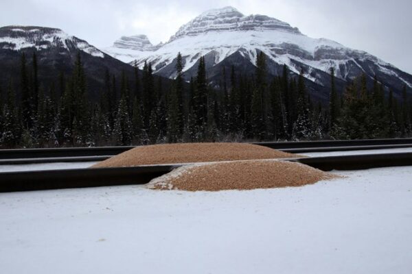 2019 grain spill that happened after a CPR freight train derailed near Banff | Rocky Mountain Outlook