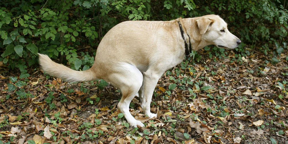 Did you know dogs prefer to poop while facing north-south? | Paul Prescott | Live Science