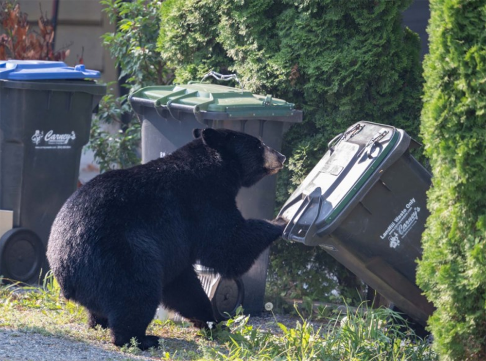 A black bear rummaging through trash looking for food 
