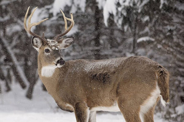 White-tailed Deer | Alberta Wild