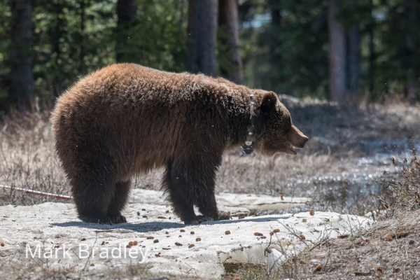 A collared bear. Collars allow agencies like Parks Canada to safely monitor the animals 