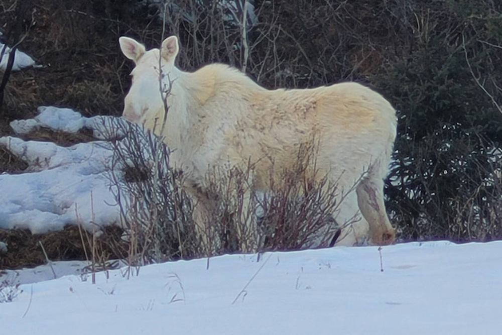 The spirit moose photographed by David Frizzell in 2023 | David Frizzell | The Red Deer Advocate